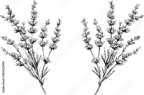 Lavender sprigs sketch hand drawn botanical floral bouquet isolated. Vector illustration