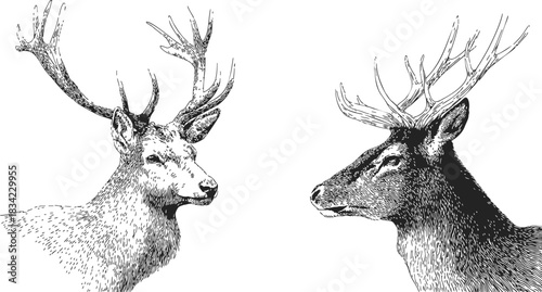 Deer heads sketch hand drawn with detailed antlers facing each other. Vector illustration