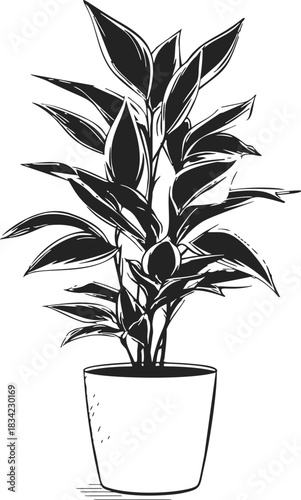 Houseplant sketch hand drawn potted indoor plant with broad leaves. Vector illustration