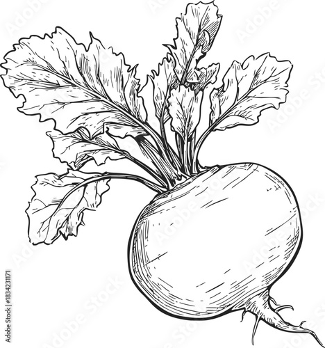 Beetroot sketch hand drawn with detailed leaves and root. Vector illustration