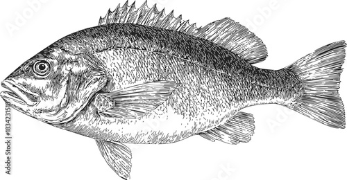 Fish sketch hand drawn detailed side view with fins and scales. Vector illustration