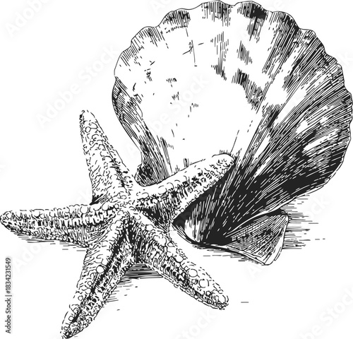 Starfish and seashell sketch, hand drawn detailed marine illustration. Vector illustration