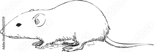 Rat sketch hand drawn side view with long tail and fur details. Vector illustration