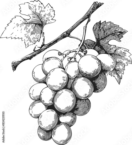 Grapes cluster sketch hand drawn on vine branch with leaves. Vector illustration