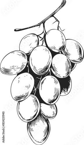 Grape bunch sketch hand drawn with detailed shading and textured lines. Vector illustration