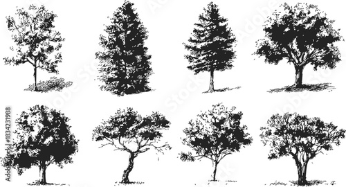 Trees hand drawn sketch set, various species and shapes, black and white. Vector illustration