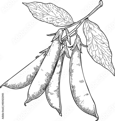 Snap pea pods sketch hand drawn with leaves on stem. Vector illustration