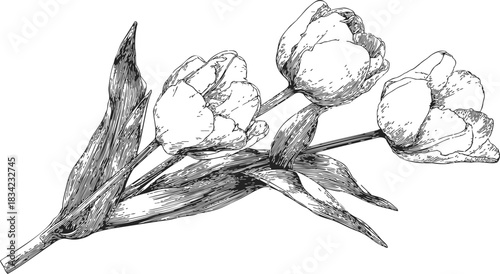 Tulip flowers sketch hand drawn with detailed leaves and stems. Vector illustration