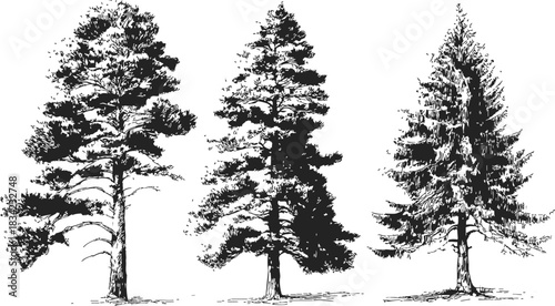 Pine trees sketch hand drawn set with detailed branches and foliage. Vector illustration