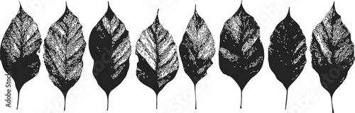 Leaves hand drawn sketch, black and white row, detailed textured foliage. Vector illustration