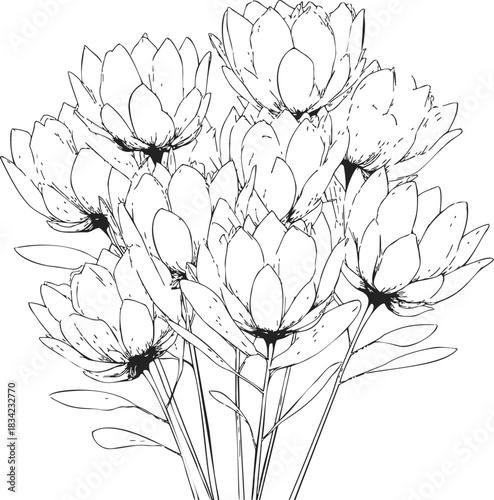 Lotus flowers sketch hand drawn bouquet with detailed petals and stems. Vector illustration