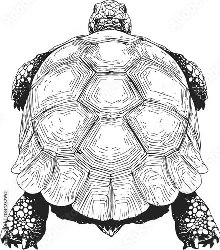 Tortoise sketch hand drawn detailed shell and legs top view. Vector illustration