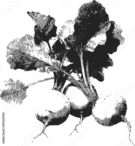 Turnip sketch hand drawn with leafy tops and detailed root vegetables. Vector illustration