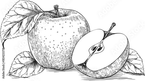 Apple sketch hand drawn with leaves and half apple cross section. Vector illustration