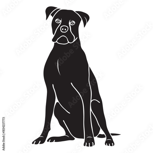Sitting boxer dog black