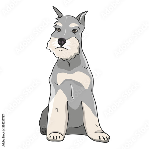 Sitting schnauzer dog illustration