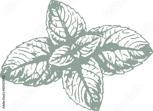 Mint leaf vector sketch capturing delicate veins and natural shape. Suitable for botanical illustrations, food and drink designs, herbal products, and eco-friendly projects.
