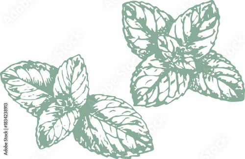 Hand-drawn detailed mint leaf showcasing natural form and textured veins. Perfect for botanical illustrations, herbal branding, culinary design, and organic lifestyle projects.