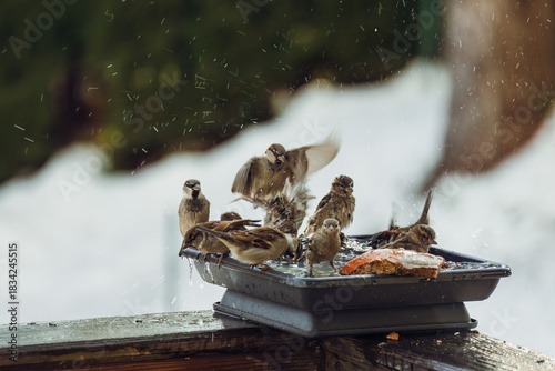 a group of house sparrows bathing in a bird bath at a cold winter day