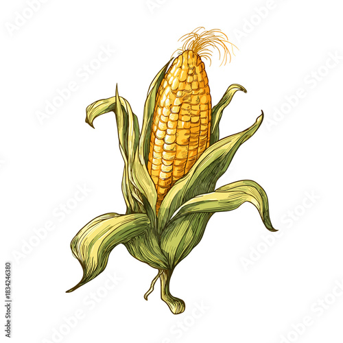 Vector illustration of a rustic ear of corn with the husk