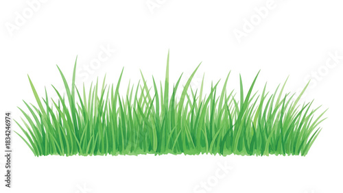 Fresh green grass vector illustration for spring and summer designs isolated on transparent background