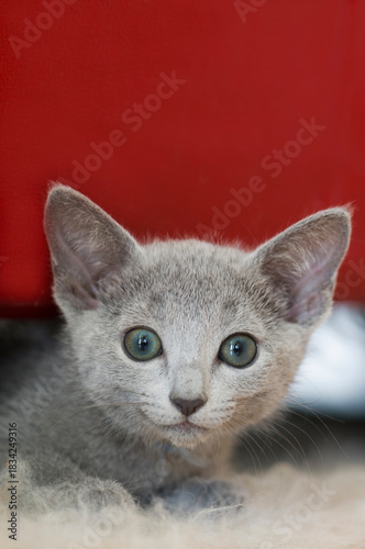  Porträt eines neugierigen Russisch Blau Kätzchen