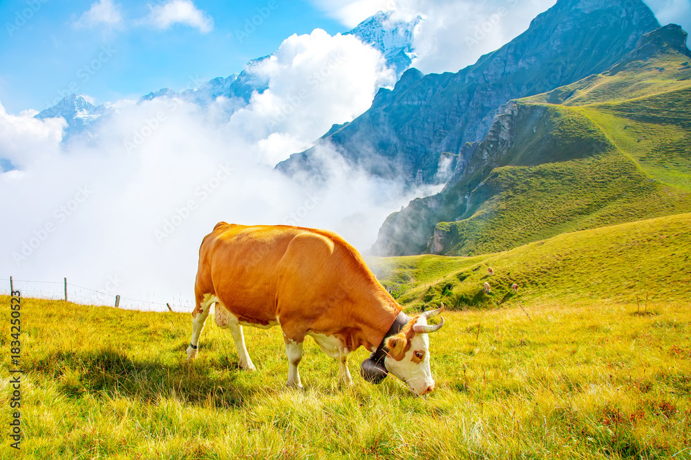 Fototapeta premium Cow grazing on highland pasture in Swiss Alps