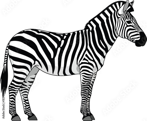 A black and white striped zebra standing in profile against a white background
