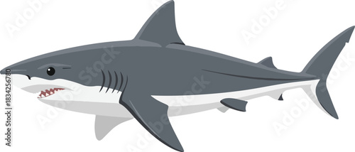 Cartoon illustration of a gray and white shark with visible teeth against a white background