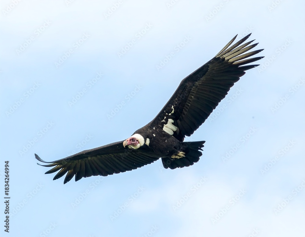Naklejka premium A dark-bodied raptor soars gracefully against a pale blue sky, wings spread wide. The bird features a distinctive head with exposed skin