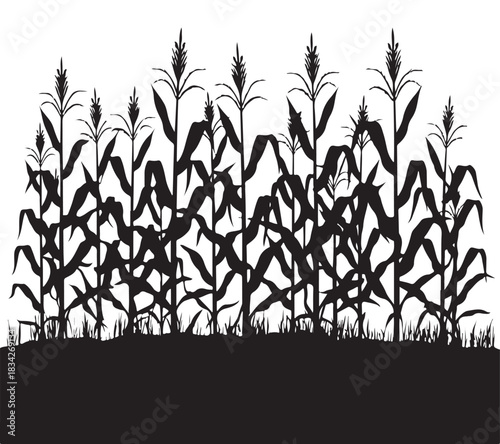  Silhouette of a dense cornfield at harvest time against a bright white background