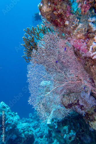 Picturesque giant sea fan (Gorgonia) in clean blue tropical water, underwater landscape
