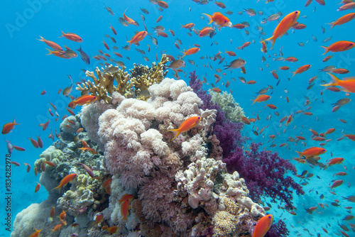 Tropical coral reef garden, marine life with colorful corals and fish Anthias in clear blue water, beauty of underwater world