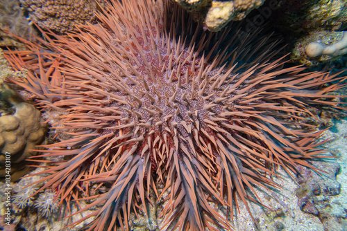 Crown-of-thorns starfish, predatory echinoderm that lives on coral reef, underwater landscape