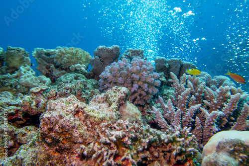 Coral reef ecosystem with coral formations and Anthias fish in  blue tropical water, scenic air bubbles from divers