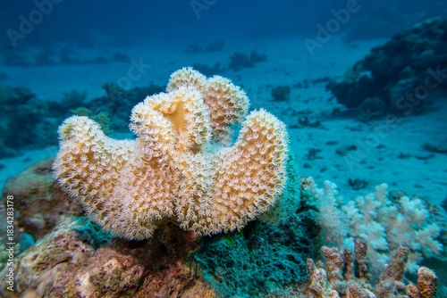Coral reef ecosystem with Leather coral (Sarcophyton) and diverse colorful coral formations on sandy bottom, underwater landscape