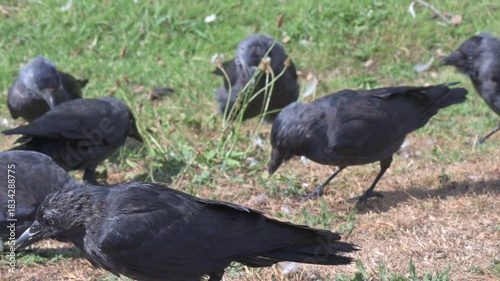 Jackdaws (Corvus monedula) squabbling over food left on the ground by visitors in a public park. September, Kent, UK (Half speed)
