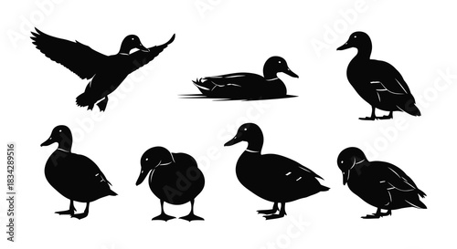 Black silhouettes of ducks in various poses and positions