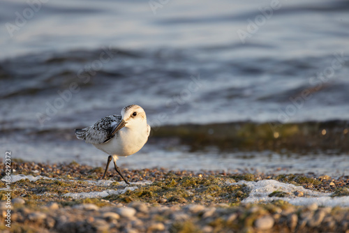 Cuadro en lienzo Juvenile sanderling Calidris alba shorebird wandering along the shoreline of Lak