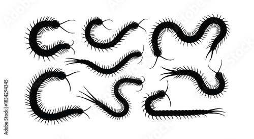 A collection of black and white illustrations depicting several centipedes