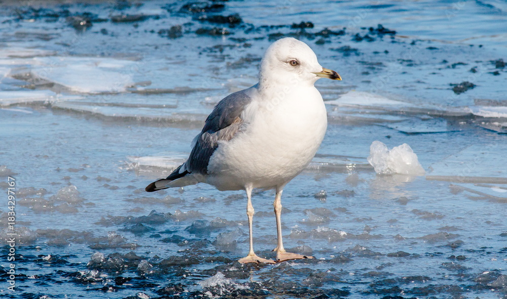 Fototapeta premium seagull on the beach