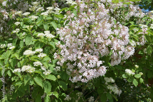 Vielblütiges,  Reichblütiger Doppelschild,  Dipelta floribunda
