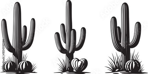 Black and white illustrations of three saguaro cacti and smaller round cacti with grass