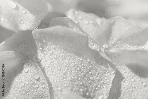 Abstract floral composition made of beautiful pink pastel rose petals with water drops close up. Nature concept background. Color of the year 2026 inspired