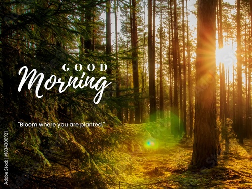 Good Morning Nature Beauty