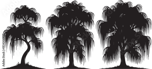 Three black silhouettes of weeping willow trees on white background nature plant