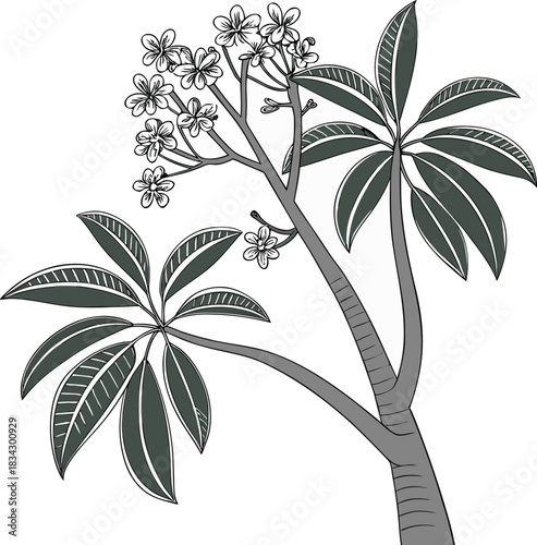vector illustration of the extremely rare Pennantia baylisiana tree 