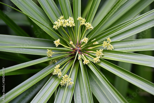 Wallpaper Mural The umbrella-shaped leaves and radiating flowers of the umbrella papyrus Torontodigital.ca