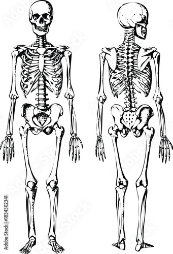 Detailed human skeleton front and back view anatomy diagram art