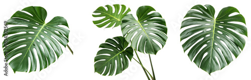 Two large green monstera deliciosa leaves isolated on transparent background, Banner of tropical palm leaf monstera frame border design on transparent background. Green leaves flat lay, top view